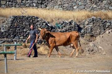 Muestra de ganado de las fiestas del patrono de Telde (Foto  Francisco Javier Santana)